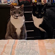 Boule Et Rebele participe au concours pour gagner de l'argent avec cette photo : cat, cats, feline, pet, animal, gray_cat, black_and_white_cat, sitting, portrait, indoor, home, furniture, cabinet, photograph, artwork, vase, decorations, blanket, sketch, serious_expression