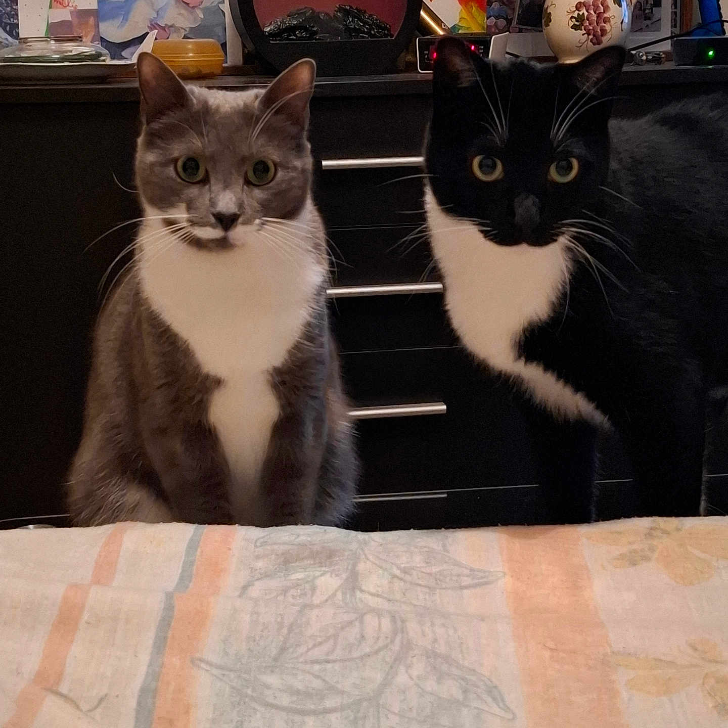 Boule Et Rebele participe au concours pour gagner de l'argent avec cette photo : cat, cats, feline, pet, animal, gray_cat, black_and_white_cat, sitting, portrait, indoor, home, furniture, cabinet, photograph, artwork, vase, decorations, blanket, sketch, serious_expression
