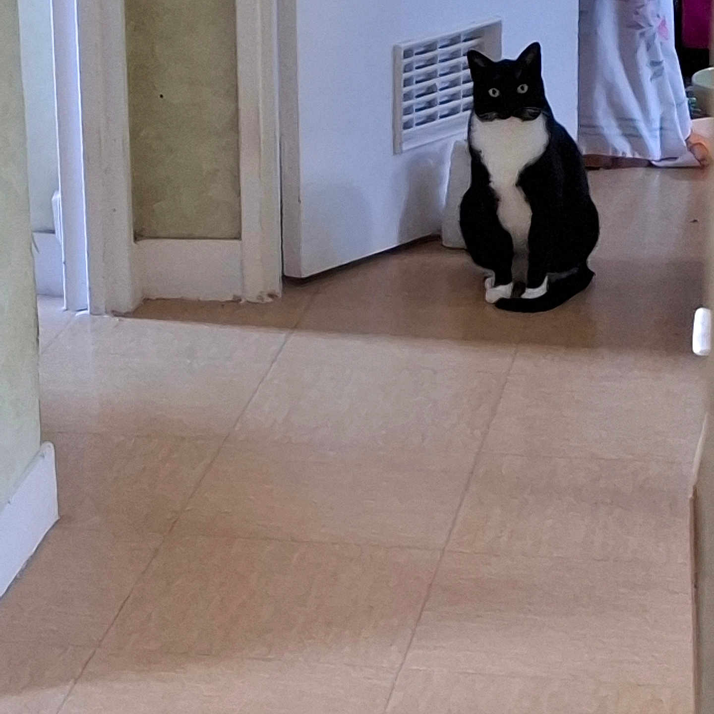 Boule participe au concours pour gagner de l'argent avec cette photo : cat, black_and_white, indoor, floor, tile_floor, vent, wall, corner, pet, animal, sitting, domestic, quiet, still, curious, wide_eyes, home, calm, feline, household
