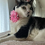 Minouchette participe au concours pour gagner de l'argent avec cette photo : bed, black_and_white_cat, blanket, cat, closeup, collar, curtains, ears, feline, green_eyes, indoor, lounging, mirror, nose, pet, pet_portrait, pink_flower, plush, soft_texture, whiskers