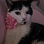 Minouchette participe au concours pour gagner de l'argent avec cette photo : big_eyes, black_and_white_cat, blanket, cat, close_up, ears, feline, flower_collar, fur, indoor, nose, paws, pet, pink_flower, plush_toy, portrait, relaxed, sleepy, soft_texture, whiskers