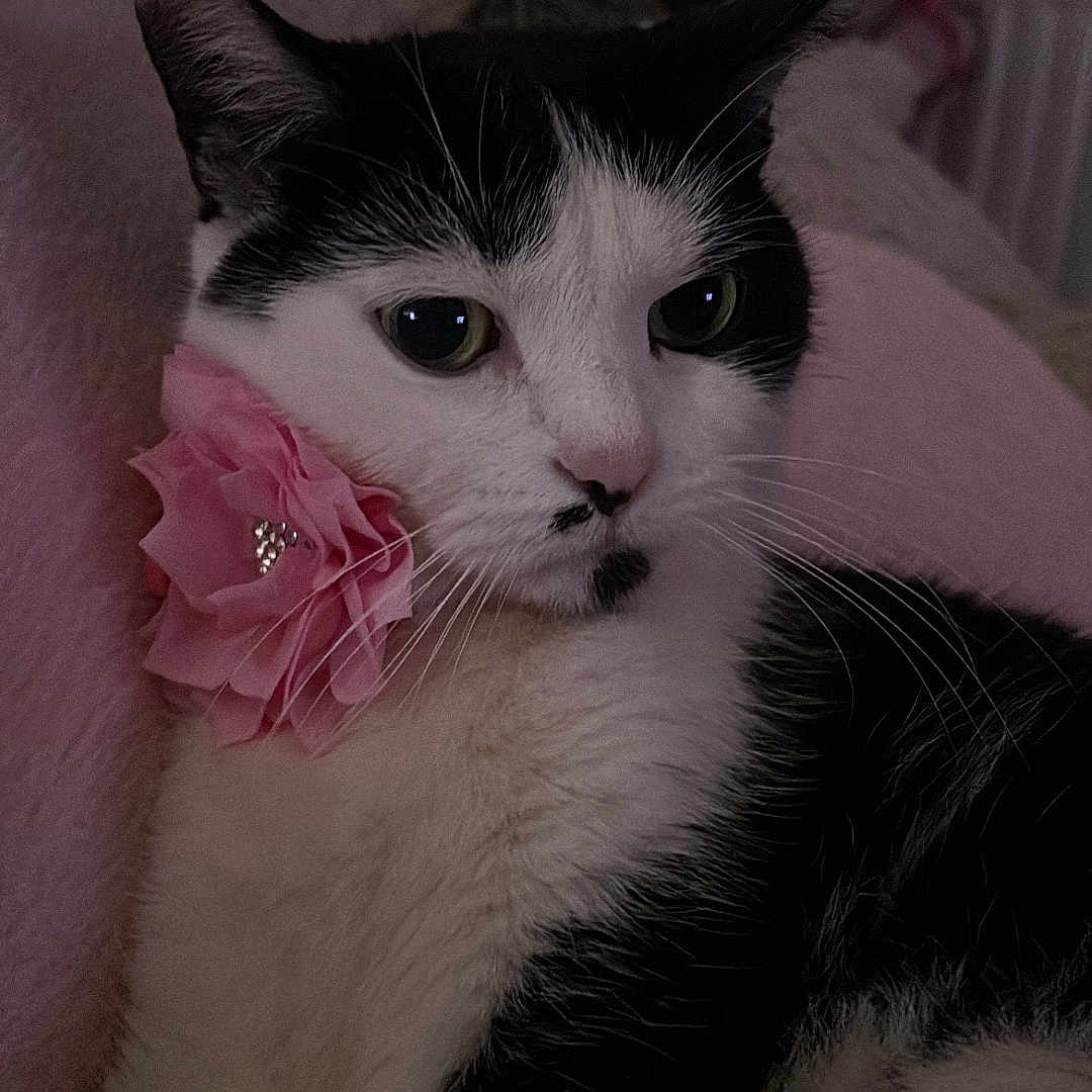Minouchette