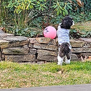 Connie is registered to the contest to win money with this photo: animal, background, curious, dog, fur, garden, grass, greenery, nature, outdoor, pet, pink_ball, plants, playful, small_dog, standing, stone_wall, tail, white_outfit, yard