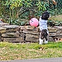 animal, background, curious, dog, fur, garden, grass, greenery, nature, outdoor, pet, pink_ball, plants, playful, small_dog, standing, stone_wall, tail, white_outfit, yard