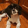 Connie is registered to the contest to win money with this photo: animal, black_and_white, cabinets, canine, companion, cute, dog, domestic_animal, ears, flooring, fur, household, indoor, looking_up, lying_down, paw, pet, small_dog, whiskers, wooden_floor