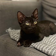 Pogi participe au concours pour gagner de l'argent avec cette photo : black_cat, kitten, pet, animal, indoor, couch, blanket, striped_blanket, feline, cute, young_cat, resting, cozy, fur, ears, eyes, paws, domestic_cat, home, relaxing