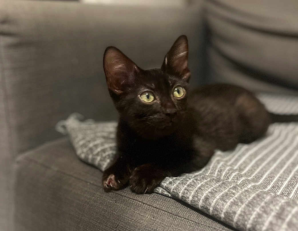 Pogi participe au concours pour gagner de l'argent avec cette photo : black_cat, kitten, pet, animal, indoor, couch, blanket, striped_blanket, feline, cute, young_cat, resting, cozy, fur, ears, eyes, paws, domestic_cat, home, relaxing