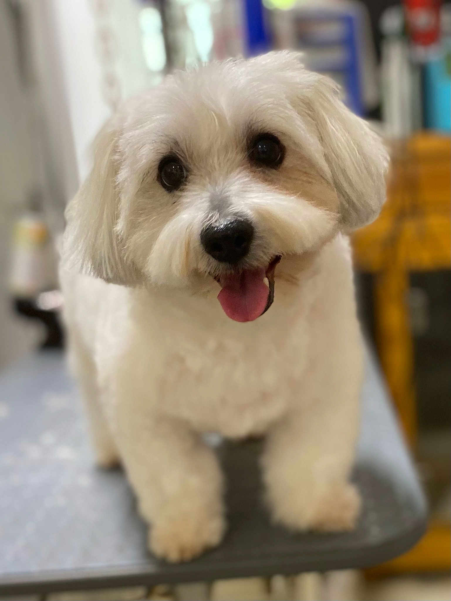 Cooper