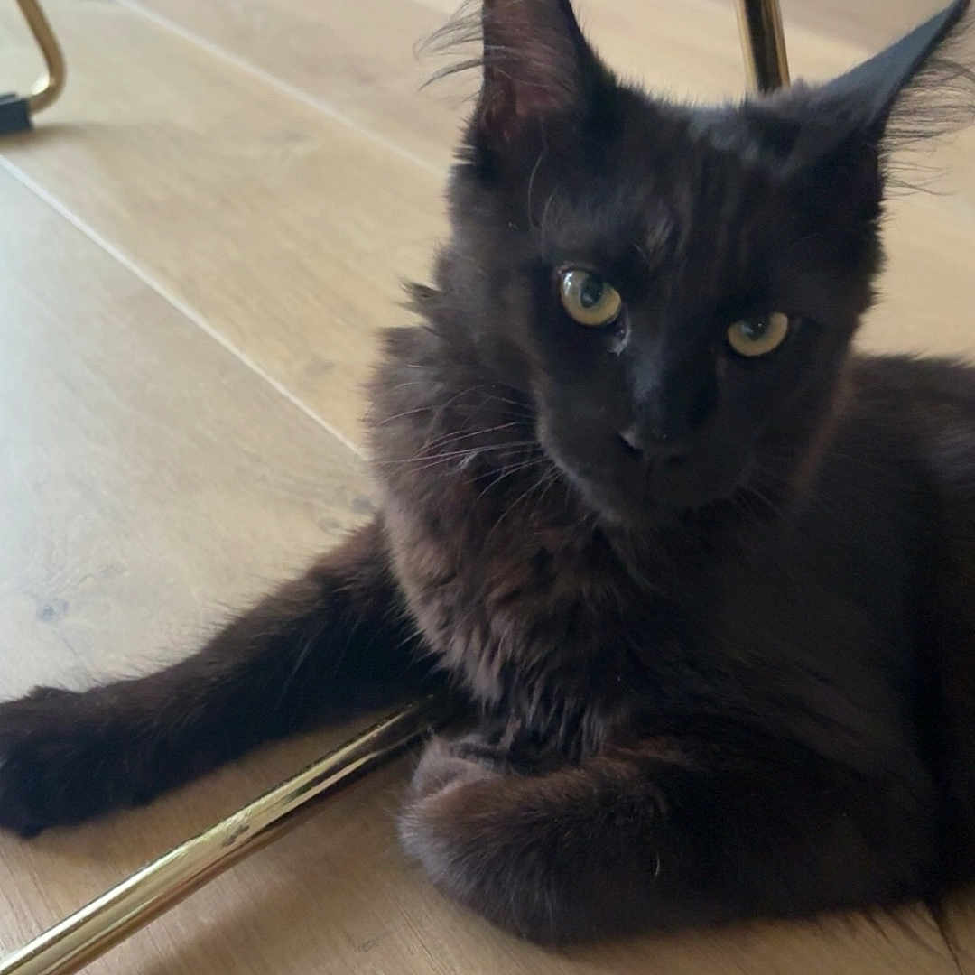 Althea participe au concours pour gagner de l'argent avec cette photo : animal, black_cat, cat, chair_leg, cozy, curious, domestic_cat, ears, eyes, flooring, fur, furniture, houseplant, indoor, laying_down, pet, relaxed, table, whiskers, wooden_floor