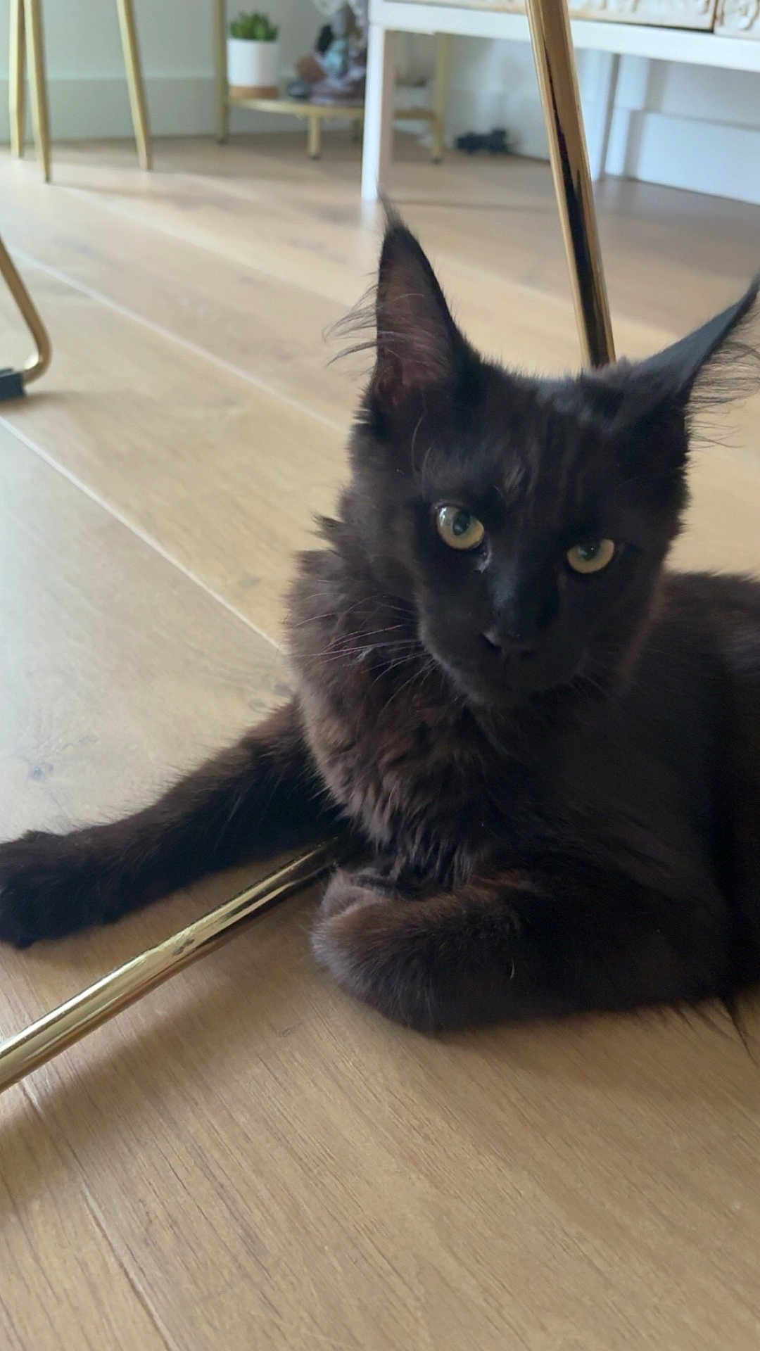 Althea participe au concours pour gagner de l'argent avec cette photo : cat, black_cat, indoor, wooden_floor, furniture, chair_leg, pet, animal, fur, whiskers, ears, eyes, domestic_cat, relaxed, laying_down, flooring, houseplant, table, cozy, curious