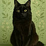 Althea a rejoint le concours — aidez-le/la à gagner de superbes lots ! black_cat, cat, pet, animal, feline, yellow_eyes, sitting, portrait, fur, whiskers, ears, tail, indoor, green_background, floral_wallpaper, cute, domestic_cat, looking_at_camera, calm, soft_light