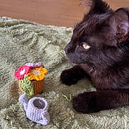 Althea a rejoint le concours — aidez-le/la à gagner de superbes lots ! cat, black_cat, crocheted_toy, flower_pot, watering_can, green_blanket, soft_texture, indoor, wood_floor, wicker_basket, pet, curious, closeup, feline, animal, cozy, resting, paw, yarn, handmade