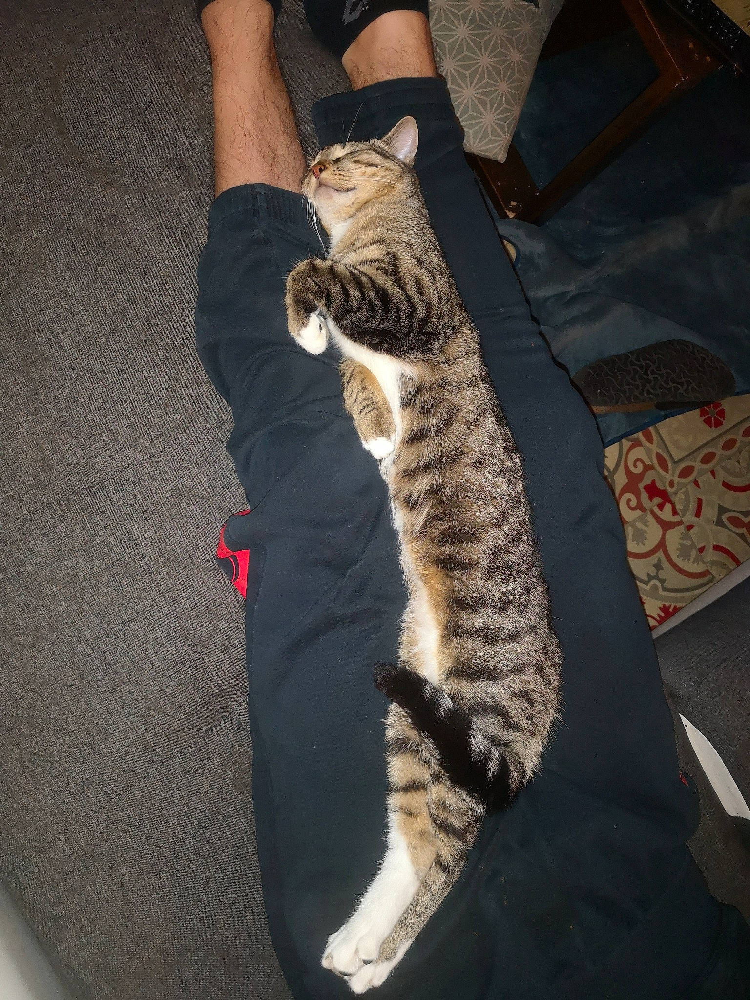 Marty a rejoint le concours — aidez-le/la à gagner de superbes lots ! carnivore, cat, comfort, couch, domestic_short_haired_cat, elbow, felidae, flooring, foot, fun, fur, human_leg, lap, paw, room, sitting, small_to_medium_sized_cats, tail, thigh, whiskers