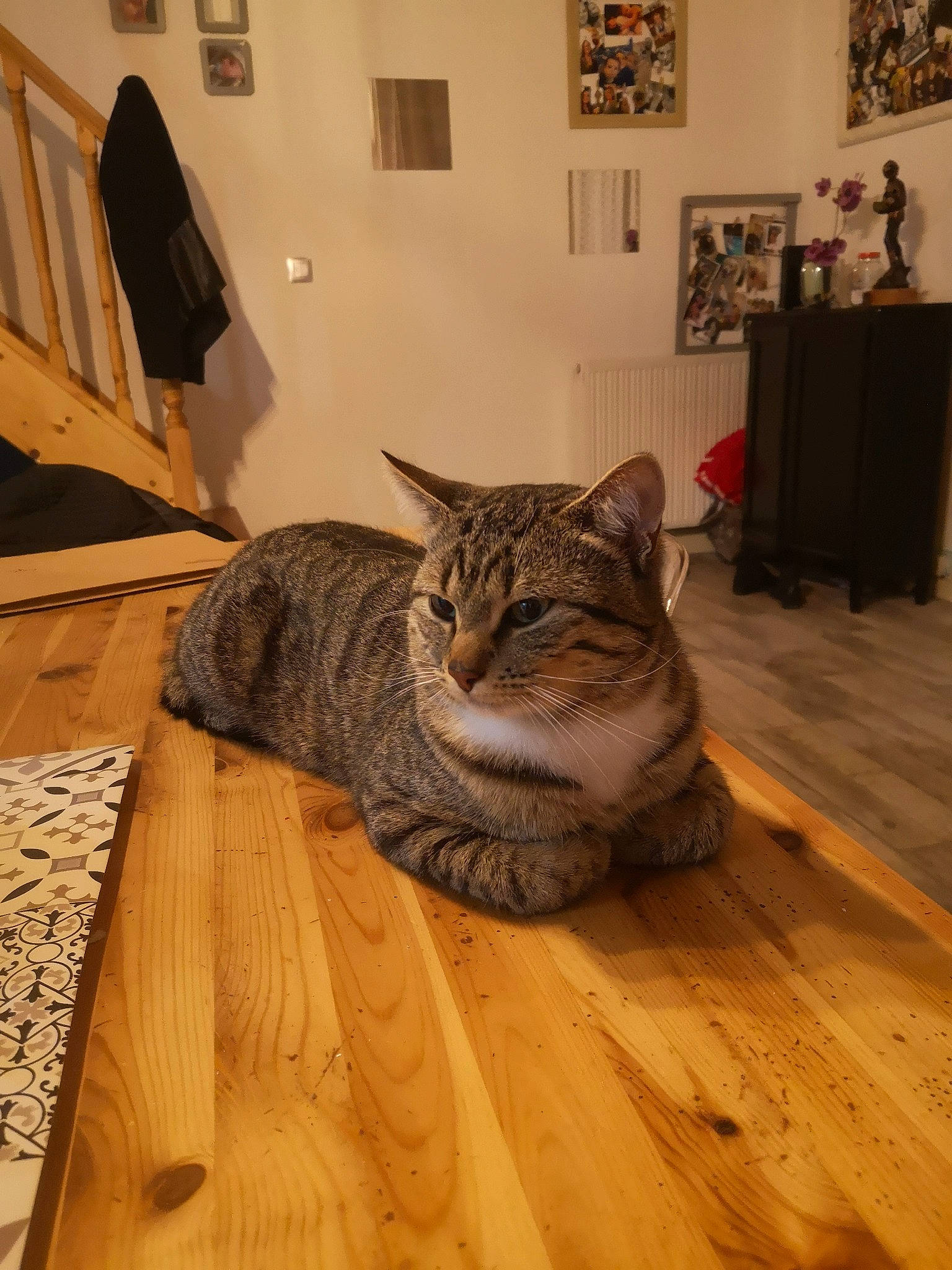 Marty participe au concours pour gagner de l'argent avec cette photo : brown, carnivore, cat, comfort, felidae, floor, flooring, fur, grey, hardwood, houseplant, laminate_flooring, picture_frame, small_to_medium_sized_cats, snout, varnish, whiskers, wood, wood_flooring, wood_stain