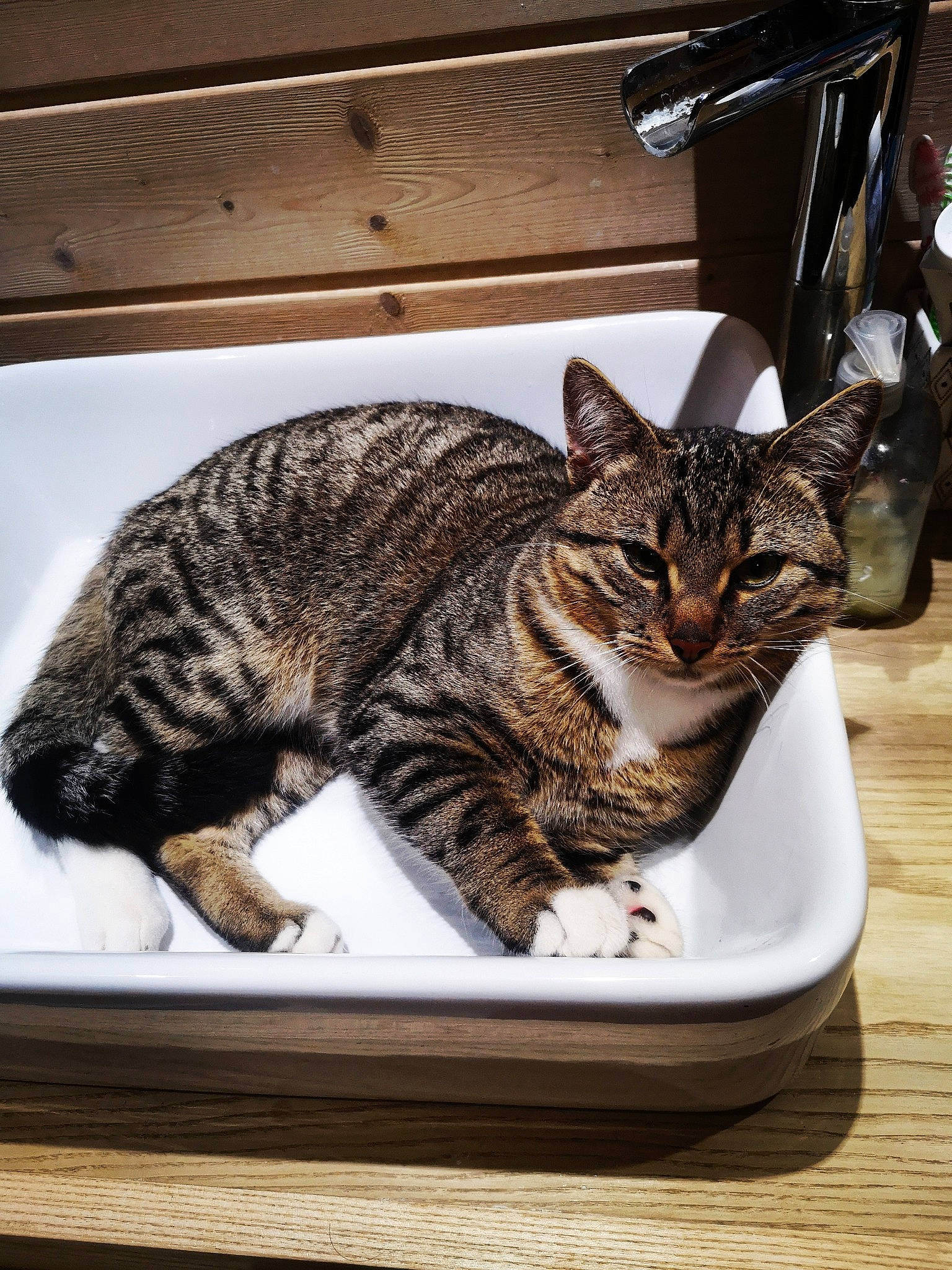 Marty a rejoint le concours — aidez-le/la à gagner de superbes lots ! carnivore, cat, cat_supply, comfort, domestic_short_haired_cat, felidae, fur, mammal, paw, pet_supply, small_to_medium_sized_cats, snout, tail, terrestrial_animal, vertebrate, whiskers, wood