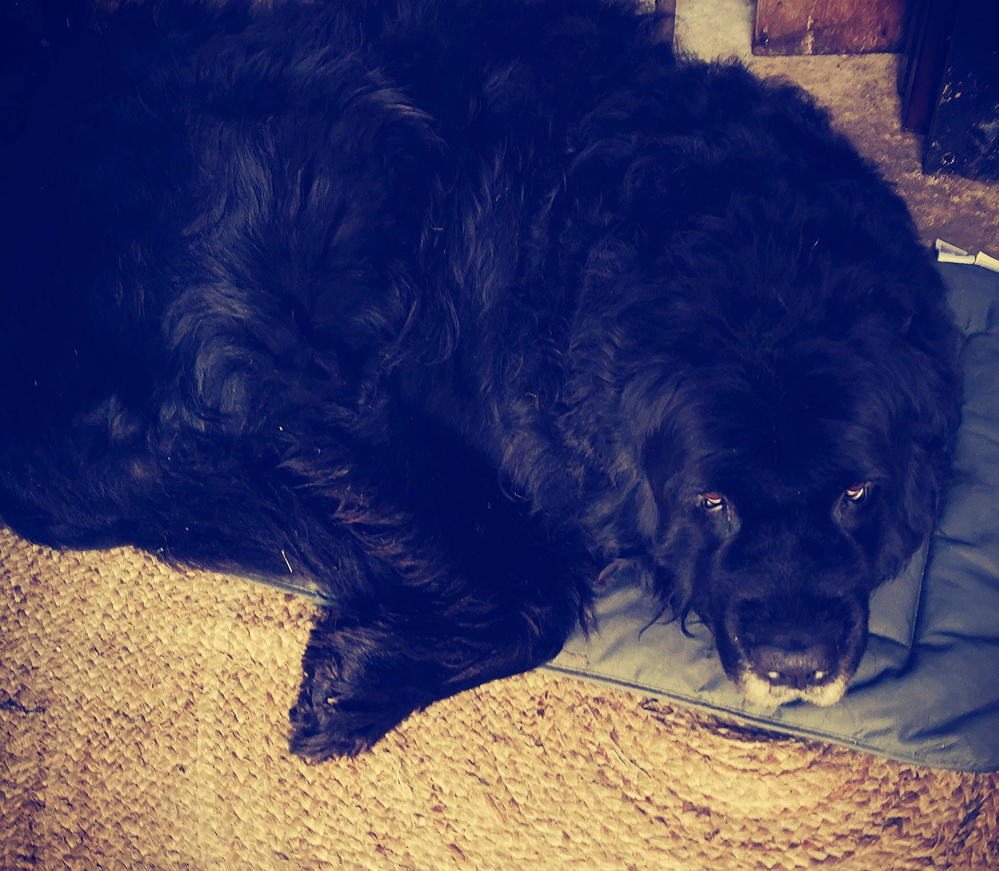 Ixo participe au concours pour gagner de l'argent avec cette photo : canidae, carnivore, cloud, companion_dog, dog, dog_breed, electric_blue, felidae, fur, giant_dog_breed, nap, sky, snout, soil, sporting_group, tail, terrestrial_animal, tints_and_shades, whiskers, working_animal