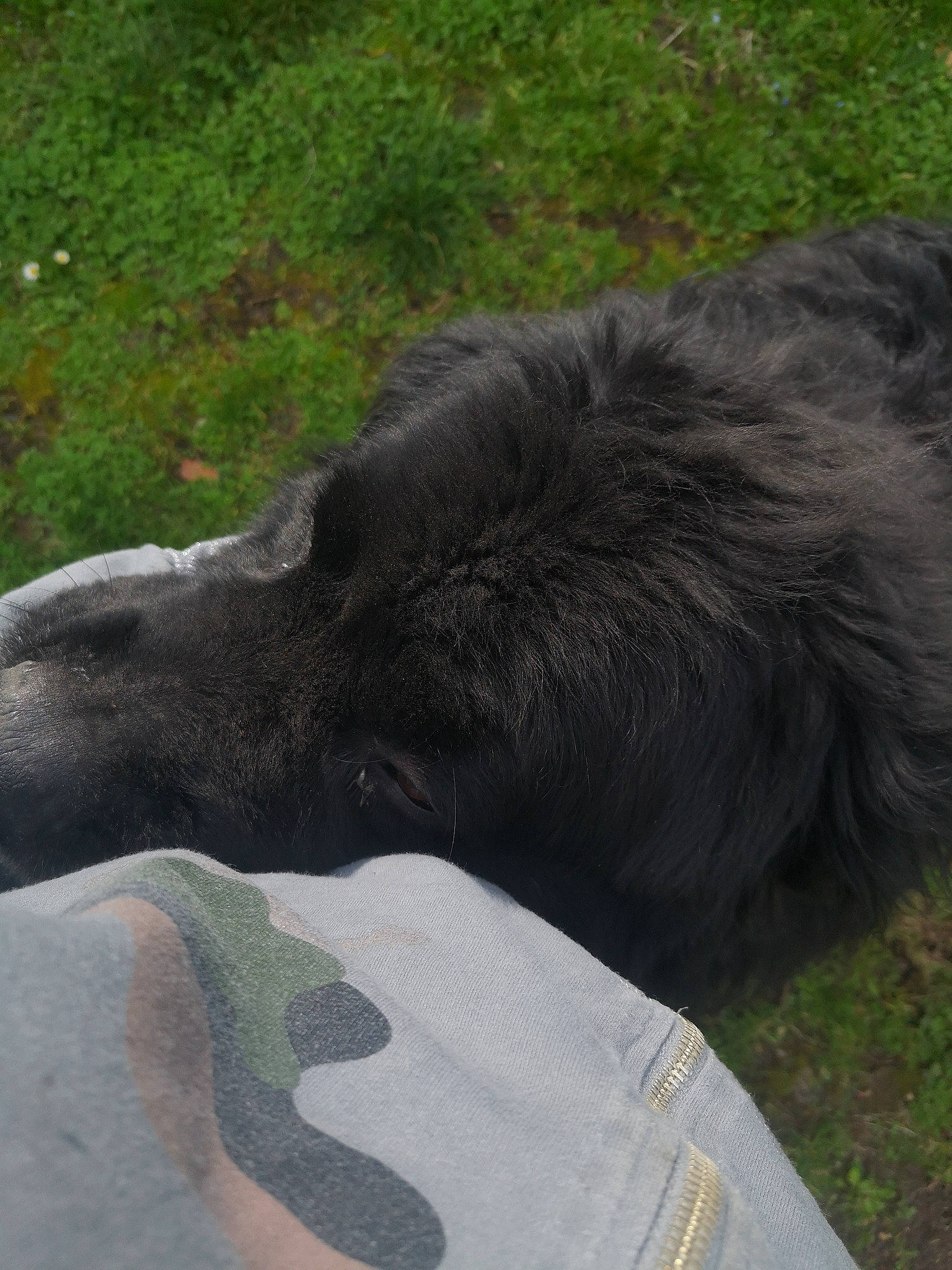 Ixo a rejoint le concours — aidez-le/la à gagner de superbes lots ! beak, canidae, common_chimpanzee, dog_breed, flightless_bird, grass, marine_mammal, primate, snout, soil, sporting_group, tail, terrestrial_animal, vulture, wildlife, working_animal, zoo