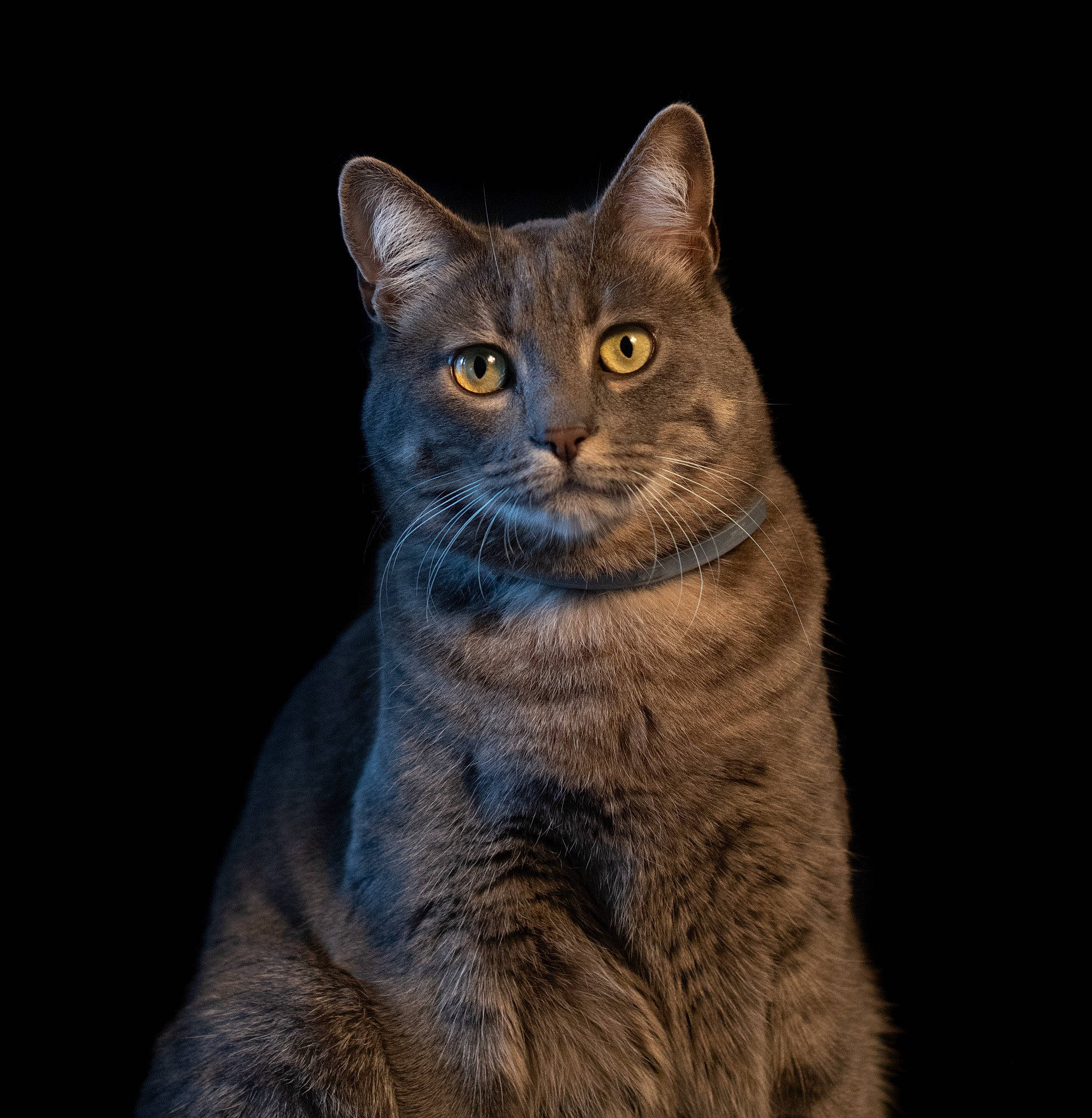 Cali a rejoint le concours — aidez-le/la à gagner de superbes lots ! carnivore, cat, darkness, domestic_short_haired_cat, felidae, fur, grey, small_to_medium_sized_cats, snout, tail, terrestrial_animal, whiskers, window