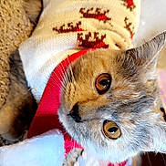 Nala joined the competition — help win amazing prizes! cat, animal, pet, sweater, christmas, holiday, reindeer_pattern, red_scarf, carpet, plaid_blanket, cozy, cute, feline, indoor, fur, whiskers, eyes, closeup, warm, relaxed
