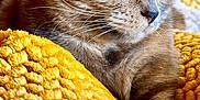 Nala joined the competition — help win amazing prizes! cat, close_up, amber_eyes, fur, whiskers, yellow_blanket, texture, soft, relaxed, pet, animal, indoor, cozy, mammal, portrait, feline, resting, cute, warm_colors, focused