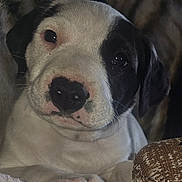 Milo joined the competition — help win amazing prizes! dog, puppy, close_up, pet, nose, paw, blanket, toy, indoor, black_and_white, portrait, whiskers, face, eyes, cozy, adorable, resting, furniture, cute, companion