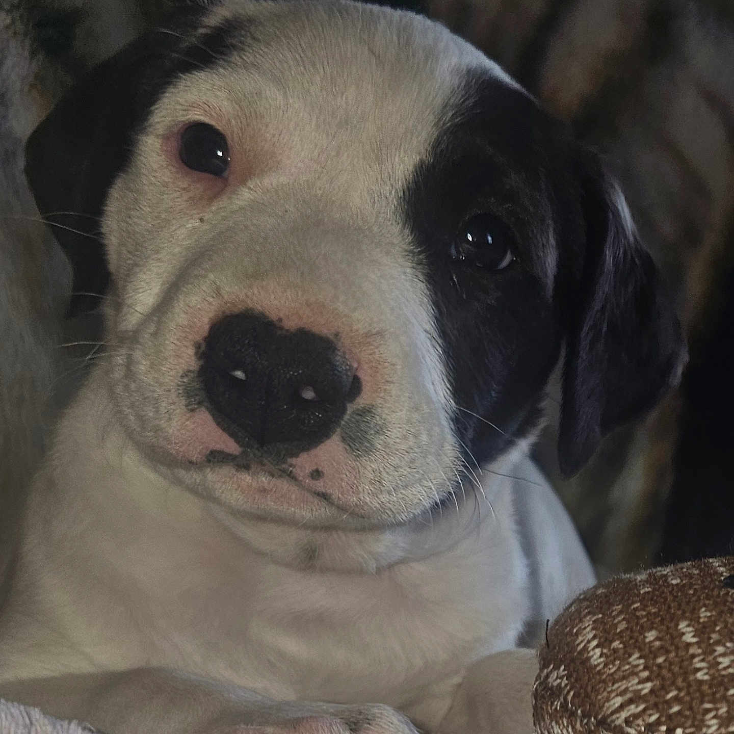 Milo joined the competition — help win amazing prizes! adorable, black_and_white, blanket, close_up, companion, cozy, cute, dog, eyes, face, furniture, indoor, nose, paw, pet, portrait, puppy, resting, toy, whiskers