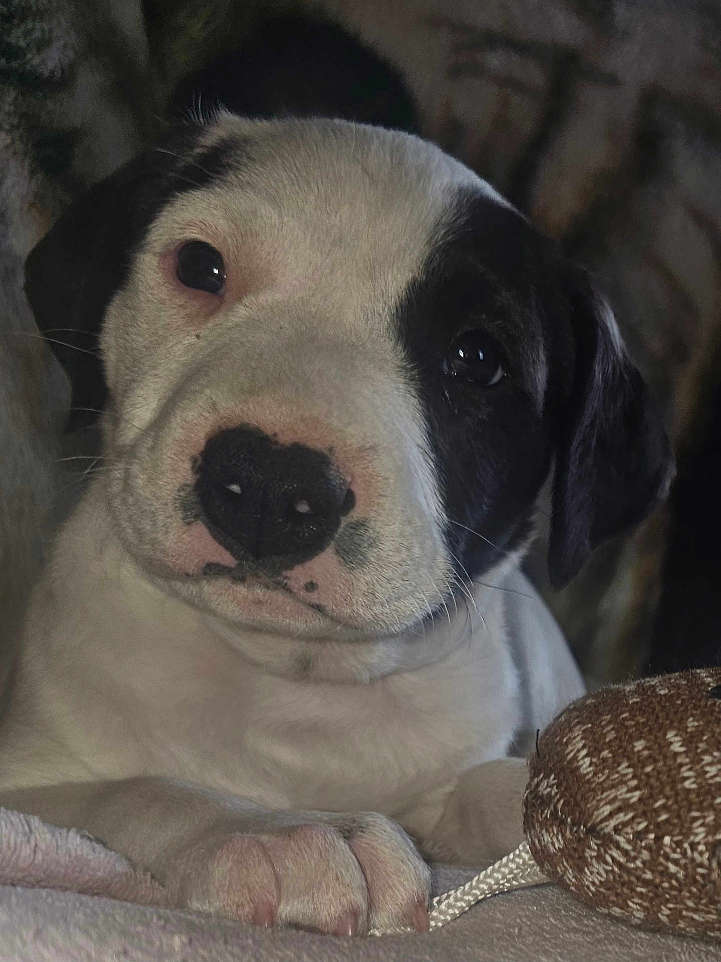Milo joined the competition — help win amazing prizes! dog, puppy, close_up, pet, nose, paw, blanket, toy, indoor, black_and_white, portrait, whiskers, face, eyes, cozy, adorable, resting, furniture, cute, companion