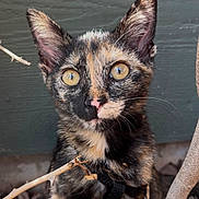 Wednesday joined the competition — help win amazing prizes! kitten, cat, tortoiseshell, animal, pet, outdoor, branches, curious, eyes, fur, nature, young, cute, whiskers, portrait, closeup, playful, wooden_wall, leaves, small