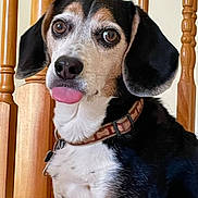 Oliver joined the competition — help win amazing prizes! dog, tongue, indoor, wooden_spindles, collar, pet, animal, closeup, brown_eyes, black_fur, white_fur, tan_fur, sitting, cute, looking_away, house, floor, fur, ears, nose