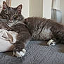 cat, gray_cat, white_paws, fluffy_fur, relaxed, lying_down, bedspread, blanket, indoor, furniture, table, chair, cozy, pet, domestic, whiskers, ears, paws, home, resting