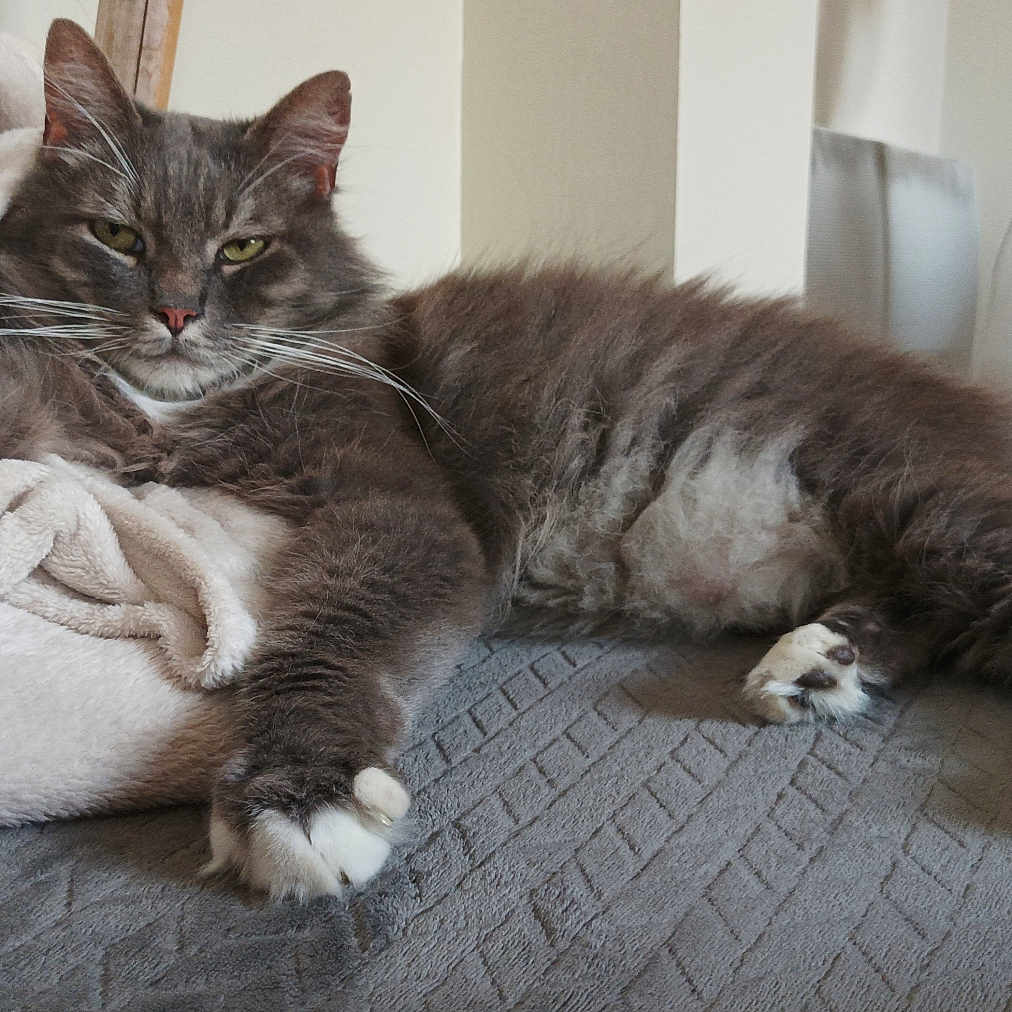Milo participe au concours pour gagner de l'argent avec cette photo : bedspread, blanket, cat, chair, cozy, domestic, ears, fluffy_fur, furniture, gray_cat, home, indoor, lying_down, paws, pet, relaxed, resting, table, whiskers, white_paws