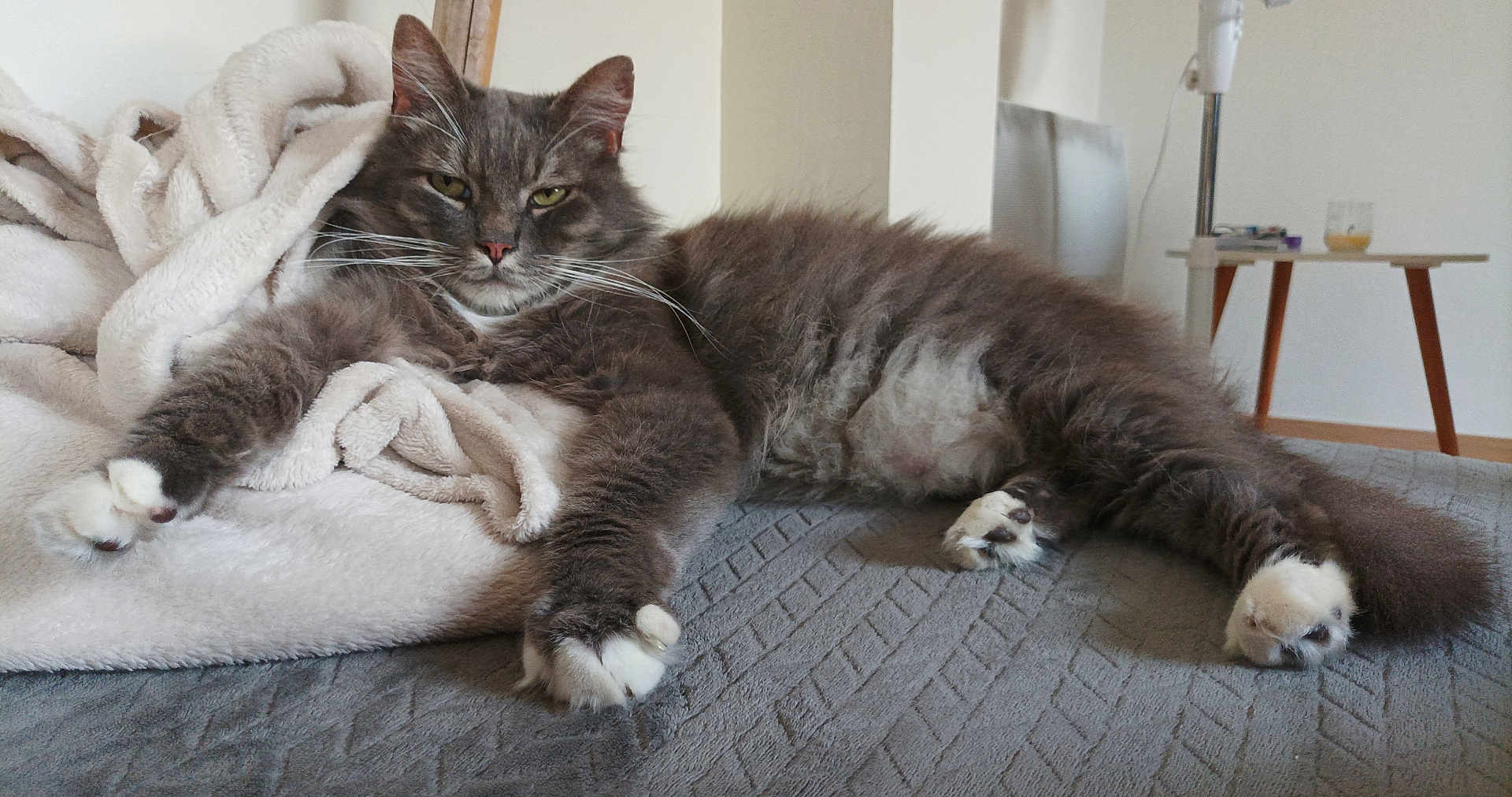 Milo