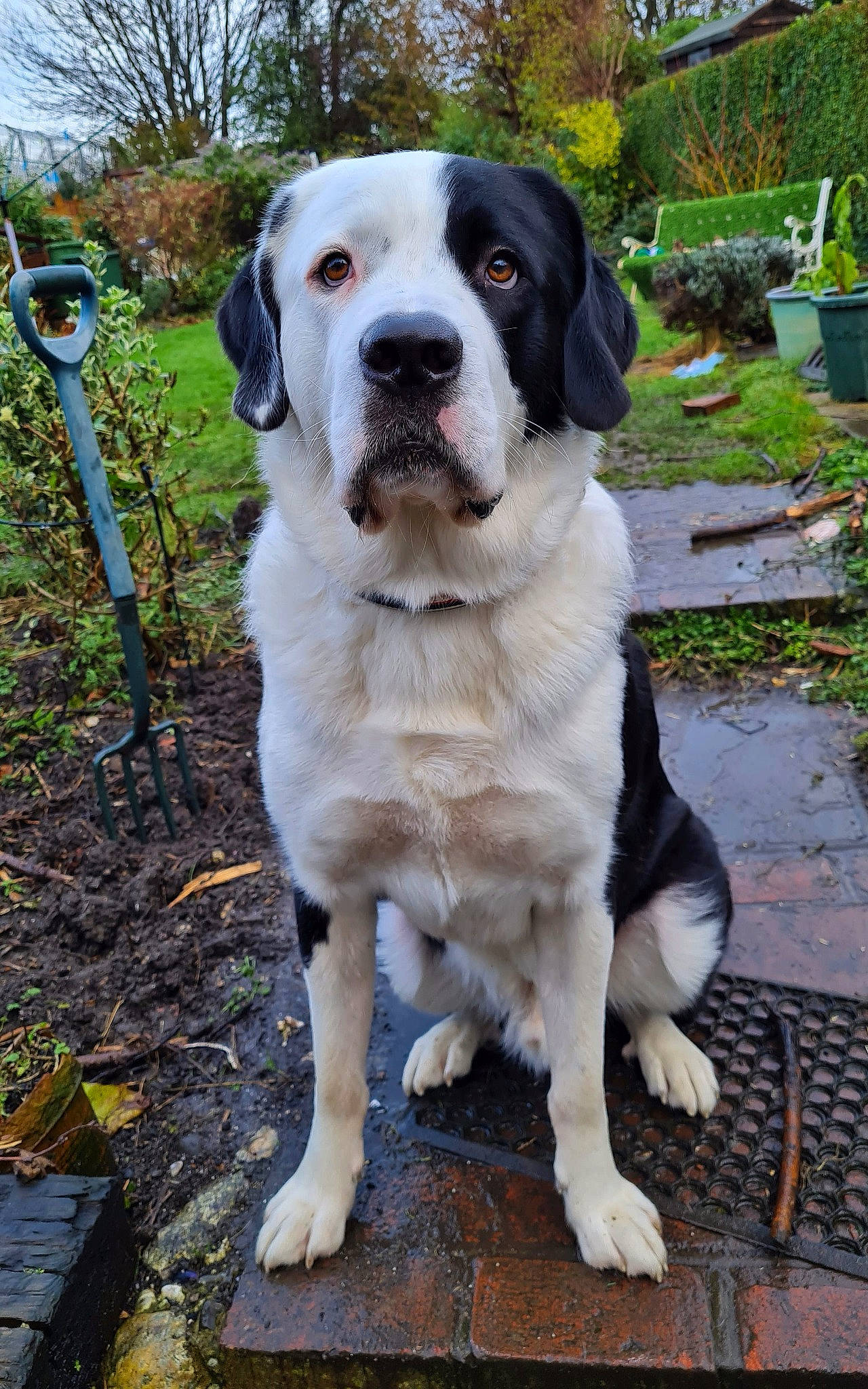 Teddy is registered to the contest to win money with this photo: canidae, carnivore, collar, companion_dog, dog, dog_breed, dog_collar, fawn, flowerpot, grass, gun_dog, houseplant, plant, snout, sporting_group, tail, tree, whiskers, working_animal, working_dog