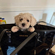 Snow joined the competition — help win amazing prizes! puppy, dog, bag, handbag, michael_kors, cute, pet, indoor, table, fur, small_dog, white_dog, fashion, accessory, domestic_animal, fur_texture, looking, eyes, paws, adorable