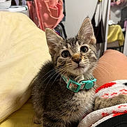Miel joined the competition — help win amazing prizes! bag, bed, cat, closeup, collar, curious, cute, domestic_animal, feline, indoor, kitten, mirror, person, pet, red_and_white, socks, tabby, whiskers, yellow_bedspread, young_cat