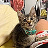 bag, bed, cat, closeup, collar, curious, cute, domestic_animal, feline, indoor, kitten, mirror, person, pet, red_and_white, socks, tabby, whiskers, yellow_bedspread, young_cat