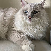 Yoda participe au concours pour gagner de l'argent avec cette photo : cat, fluffy, blue_eyes, pet, feline, relaxed, indoor, close_up, whiskers, paw, fur, cute, animal, domestic_cat, portrait, resting, mammal, soft, calm, light_background
