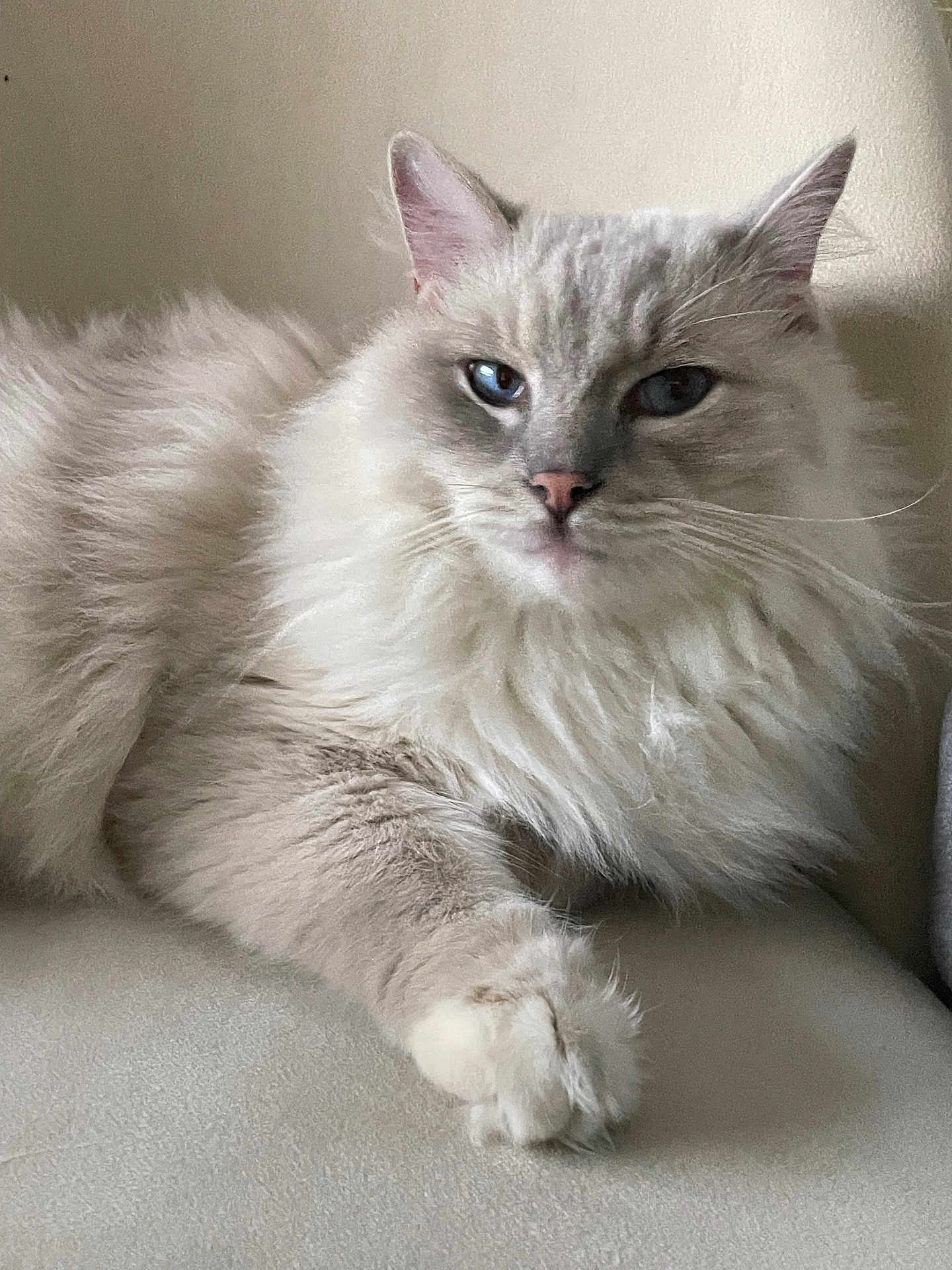 Yoda participe au concours pour gagner de l'argent avec cette photo : cat, fluffy, blue_eyes, pet, feline, relaxed, indoor, close_up, whiskers, paw, fur, cute, animal, domestic_cat, portrait, resting, mammal, soft, calm, light_background