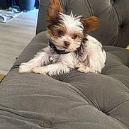 Nino joined the competition — help win amazing prizes! dog, puppy, small_dog, fluffy, ears, collar, bell, couch, gray_couch, indoor, pet, cute, relaxed, tufted_furniture, living_room, houseplant, wood_floor, domestic_animal, companion, fur