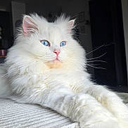 Mute a rejoint le concours — aidez-le/la à gagner de superbes lots ! cat, white_cat, blue_eyes, fluffy, indoor, lounging, pet, feline, relaxed, portrait, domestic_animal, whiskers, pink_nose, soft_light, home, furniture, plant, window_light, floor, cozy