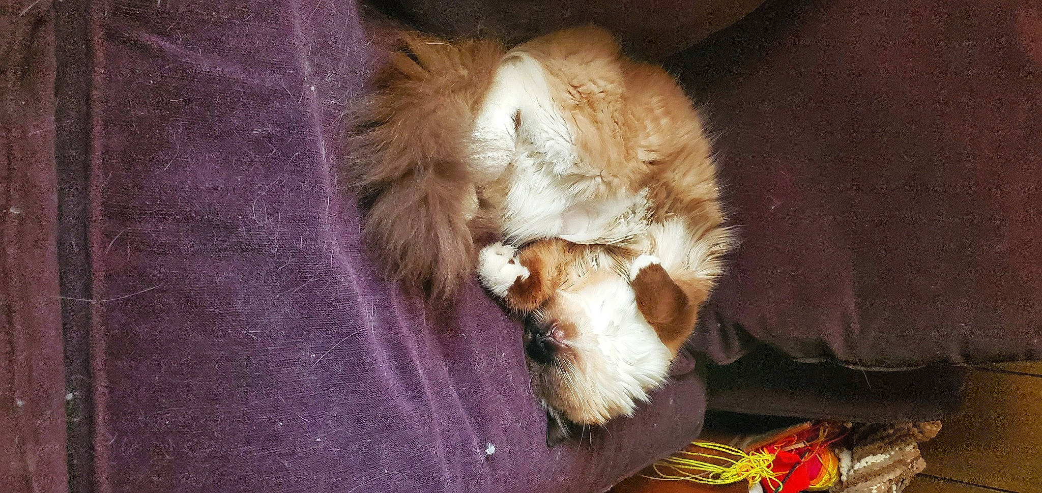 Cinder is registered to the contest to win money with this photo: canidae, carnivore, cat, claw, comfort, companion_dog, dog_breed, fawn, felidae, fur, paw, puppy, sleep, small_to_medium_sized_cats, snout, sporting_group, tail, whiskers