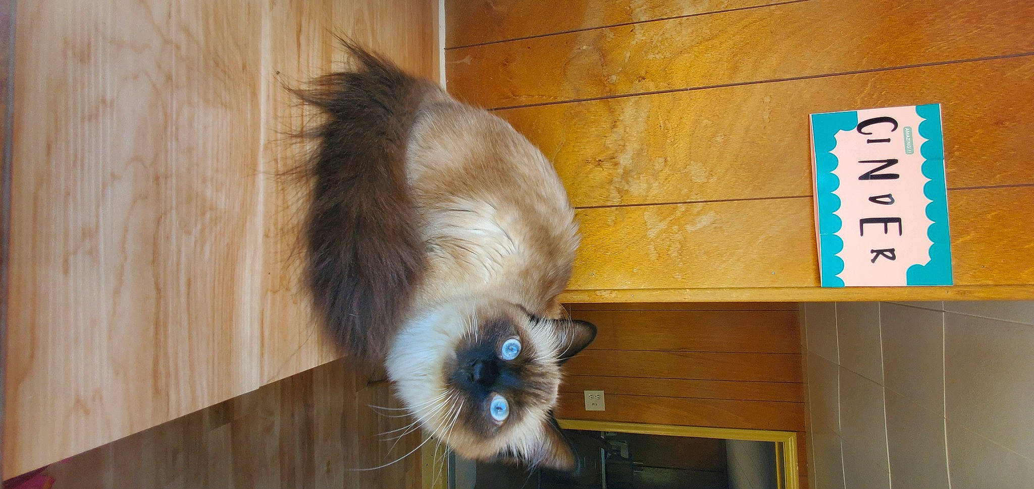 Cinder joined the competition — help win amazing prizes! balinese, carnivore, cat, companion_dog, dog_breed, domestic_short_haired_cat, fawn, felidae, flooring, fur, hardwood, laminate_flooring, paw, plant, small_to_medium_sized_cats, snout, tail, whiskers, wood, wood_stain