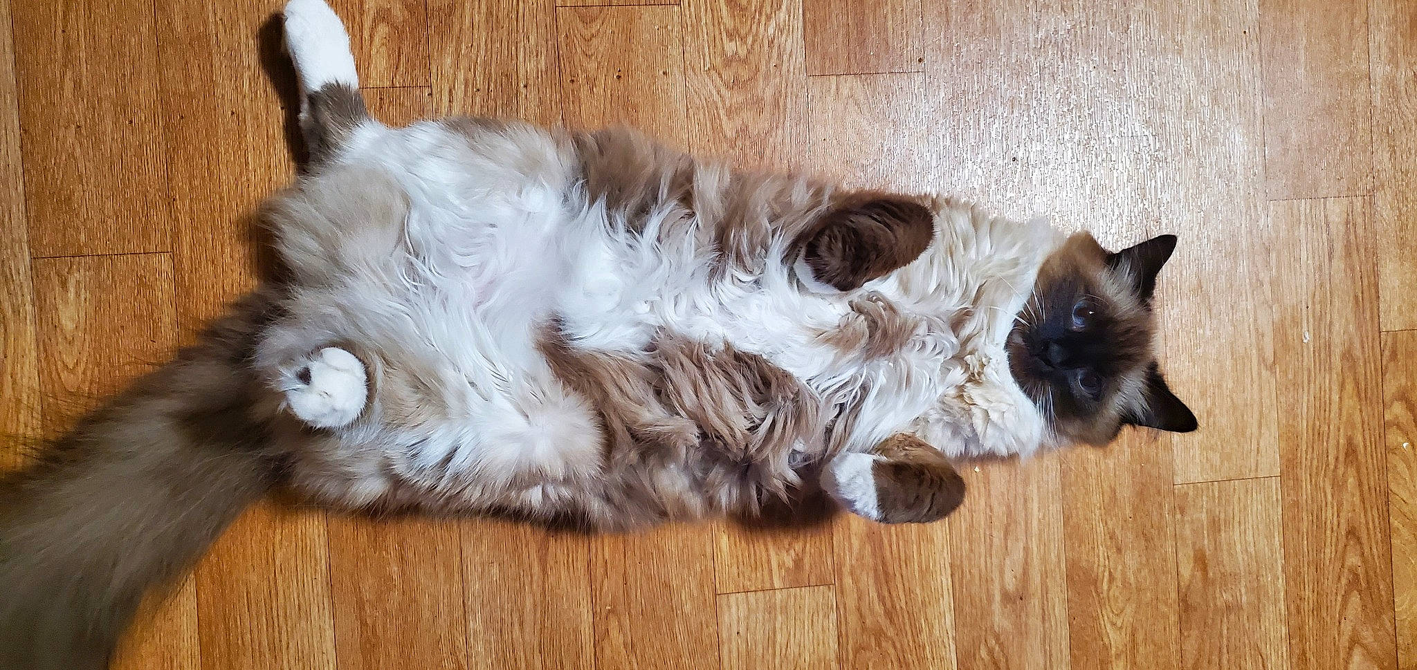 Cinder joined the competition — help win amazing prizes! balinese, carnivore, cat, dog_breed, domestic_short_haired_cat, eye, fawn, felidae, flooring, fur, grey, hardwood, paw, siamese, small_to_medium_sized_cats, snout, tail, thai, whiskers, wood