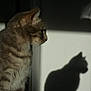 Versia participe au concours pour gagner de l'argent avec cette photo : cat, tabby, shadow, profile, light, silhouette, indoor, pet, animal, fur, whiskers, ears, face, wall, quiet, calm, soft_light, domestic_cat, mammal, cute