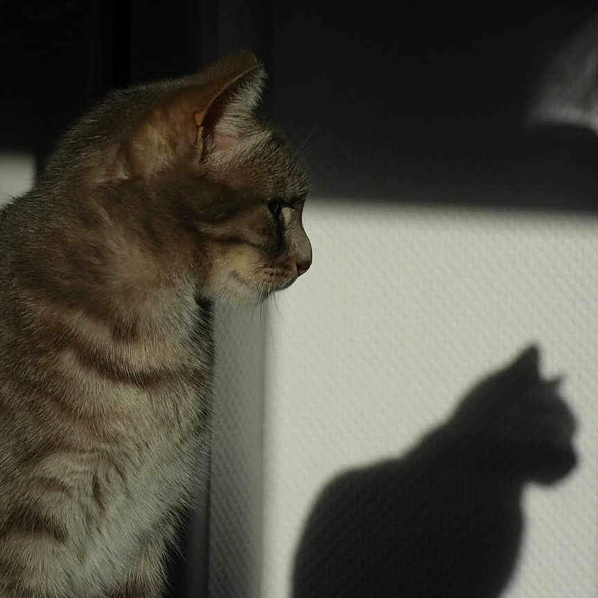 Versia participe au concours pour gagner de l'argent avec cette photo : animal, calm, cat, cute, domestic_cat, ears, face, fur, indoor, light, mammal, pet, profile, quiet, shadow, silhouette, soft_light, tabby, wall, whiskers