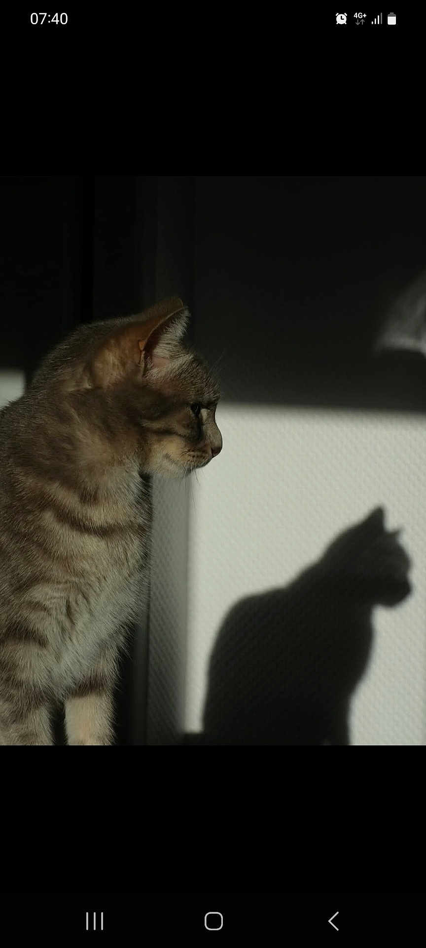 Versia participe au concours pour gagner de l'argent avec cette photo : cat, tabby, shadow, profile, light, silhouette, indoor, pet, animal, fur, whiskers, ears, face, wall, quiet, calm, soft_light, domestic_cat, mammal, cute