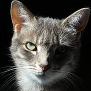 Versia participe au concours pour gagner de l'argent avec cette photo : cat, gray_tabby, close_up, portrait, green_eyes, whiskers, fur, animal, pet, feline, face, ears, nose, shadow, dark_background, domestic_cat, cute, mammal, alert