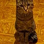 cat, tabby_cat, pet, animal, indoor, floor, patterned_floor, sitting, feline, whiskers, ears, tail, brown, striped, cute, domestic_animal, looking, fur, mammal, companion