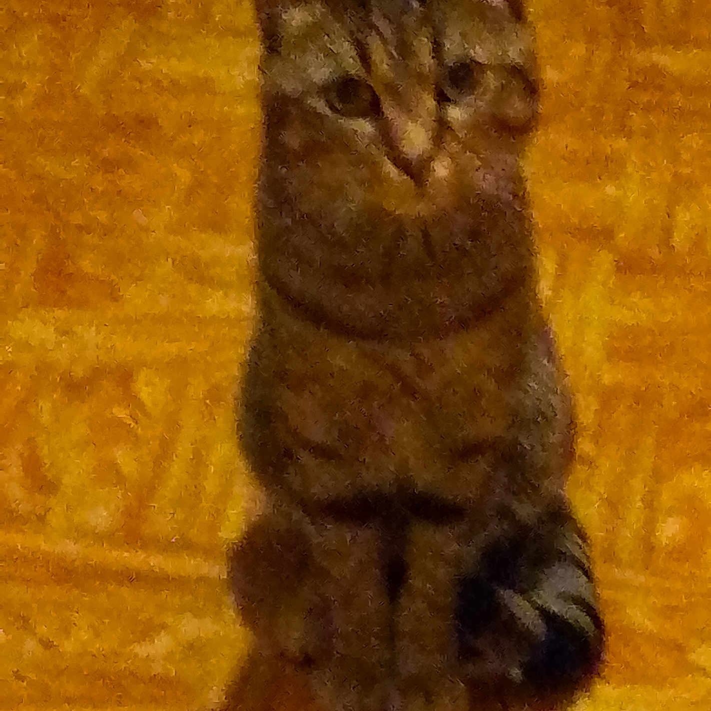 Simba a rejoint le concours — aidez-le/la à gagner de superbes lots ! animal, brown, cat, companion, cute, domestic_animal, ears, feline, floor, fur, indoor, looking, mammal, patterned_floor, pet, sitting, striped, tabby_cat, tail, whiskers