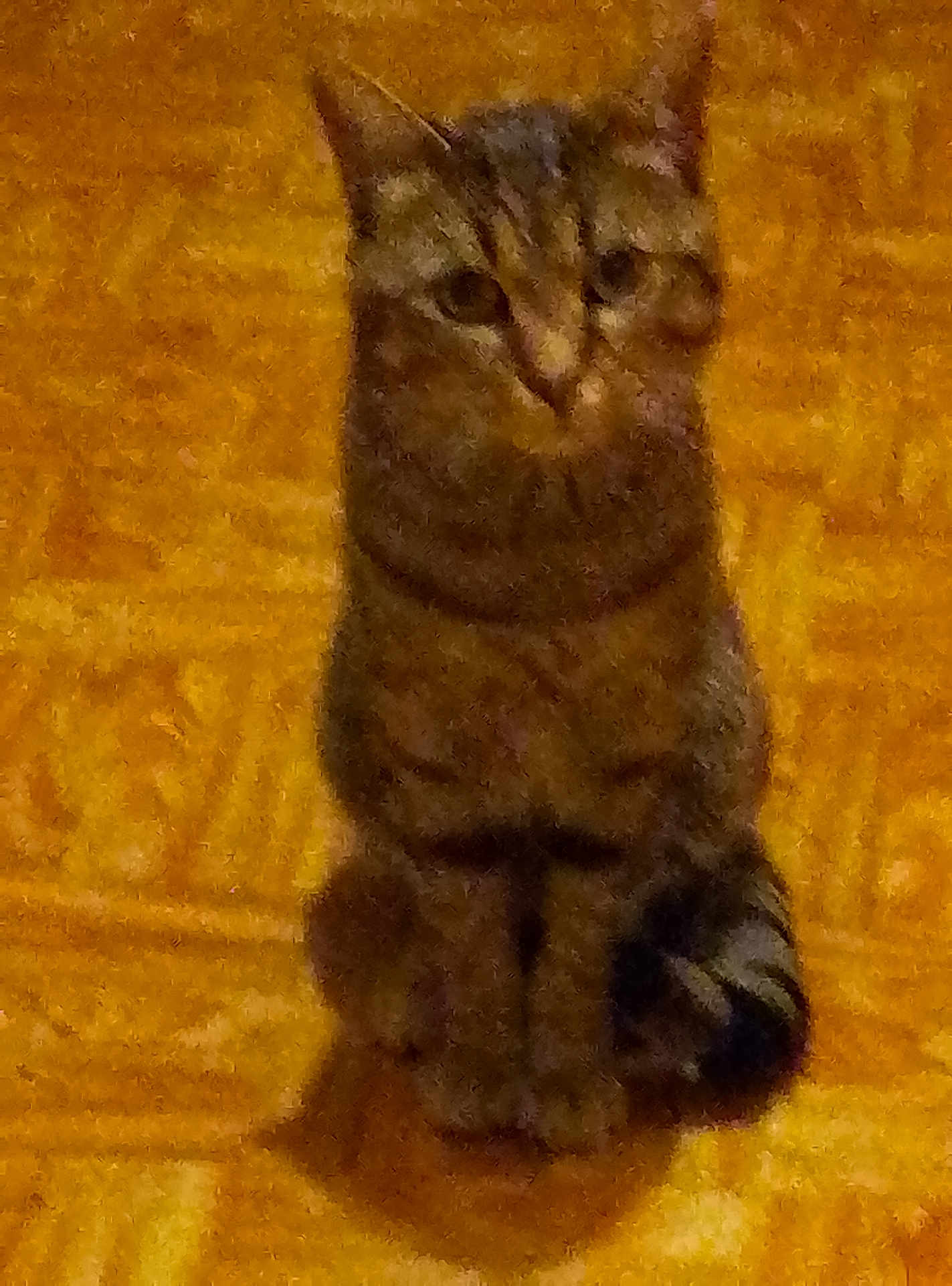 Simba a rejoint le concours — aidez-le/la à gagner de superbes lots ! cat, tabby_cat, pet, animal, indoor, floor, patterned_floor, sitting, feline, whiskers, ears, tail, brown, striped, cute, domestic_animal, looking, fur, mammal, companion